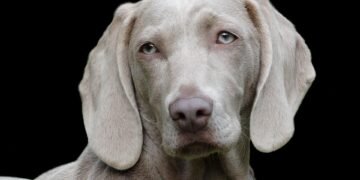 Beyond the Bowl: Discovering Safe and Healthy Foods for Your Pooch