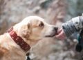 Wholesome Paws: Vet-Approved Homemade Dog Treat Recipes for Happy, Healthy Pets