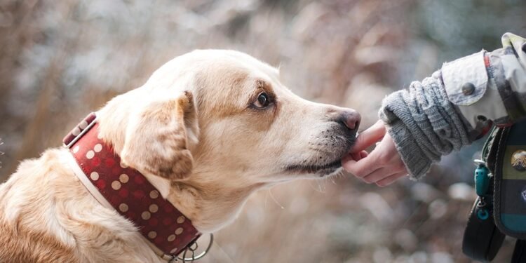 Wholesome Paws: Vet-Approved Homemade Dog Treat Recipes for Happy, Healthy Pets
