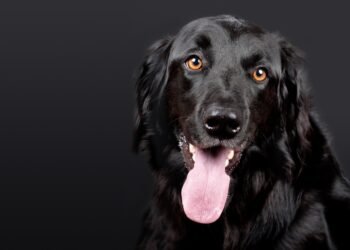 Healthy and Delicious Homemade Dog Treats: Vet-Approved Recipes Without Peanut Butter