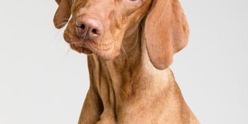 Wholesome Woofers: Vet-Approved Homemade Banana Treats for Your Pup