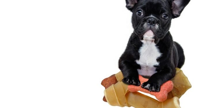 Unleashing the Benefits: Can Dogs Eat Oranges?