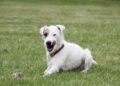 Lean & Healthy: The Ultimate Guide to Chicken-Free Dog Food for Weight Loss