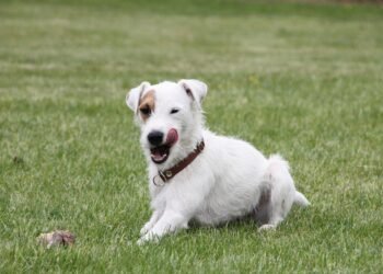 Lean & Healthy: The Ultimate Guide to Chicken-Free Dog Food for Weight Loss