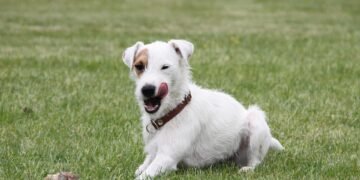 Lean & Healthy: The Ultimate Guide to Chicken-Free Dog Food for Weight Loss