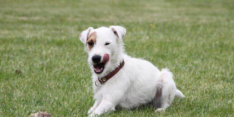 Lean & Healthy: The Ultimate Guide to Chicken-Free Dog Food for Weight Loss