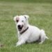 Lean & Healthy: The Ultimate Guide to Chicken-Free Dog Food for Weight Loss