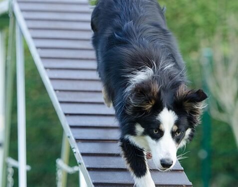 Unleash Your Dog’s Potential: Find Top-Rated Training Classes Near You!