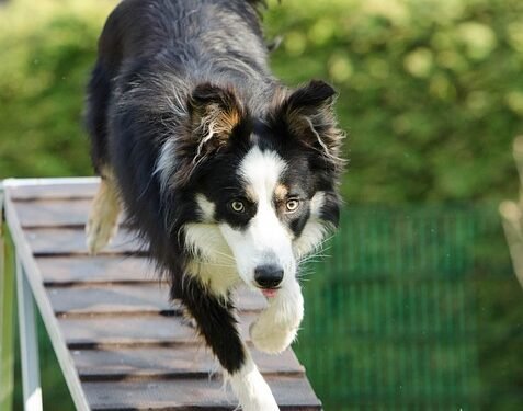 Tame the Beast: Professional Dog Aggression Training Near You