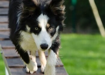 Unleash Your Dog’s Potential: Top Dog Training Schools Near You
