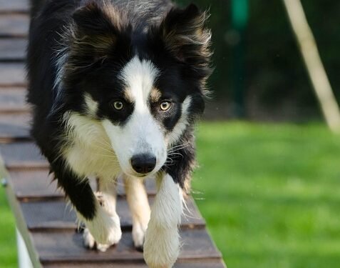Unleash Your Dog’s Potential: Top Dog Training Schools Near You