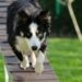 Unleash Your Dog’s Potential: Top Dog Training Schools Near You