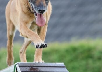 Pawsitively Perfect: Unleash Your Dog’s Potential at Our Local Training Camp