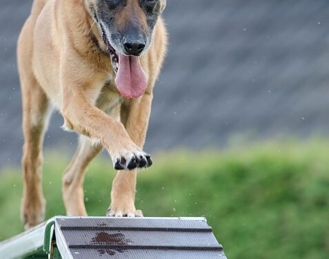 Pawsitively Perfect: Unleash Your Dog’s Potential at Our Local Training Camp
