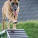 Pawsitively Perfect: Unleash Your Dog’s Potential at Our Local Training Camp
