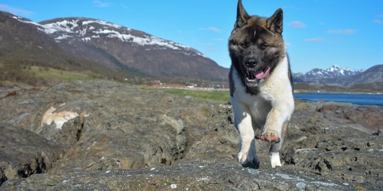 Unleash Your Dog’s Potential: Free Training Classes Near You!