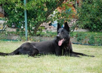 Mastering the Art of Dog Potty Training: Find Expert Guidance Near You