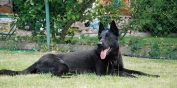 Mastering the Art of Dog Potty Training: Find Expert Guidance Near You