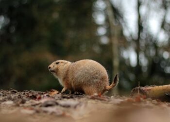 Pawsitive Progress: Therapy Dog Training Just Around the Corner