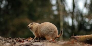 Pawsitive Progress: Therapy Dog Training Just Around the Corner