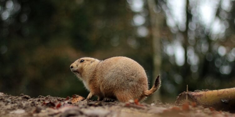 Pawsitive Progress: Therapy Dog Training Just Around the Corner