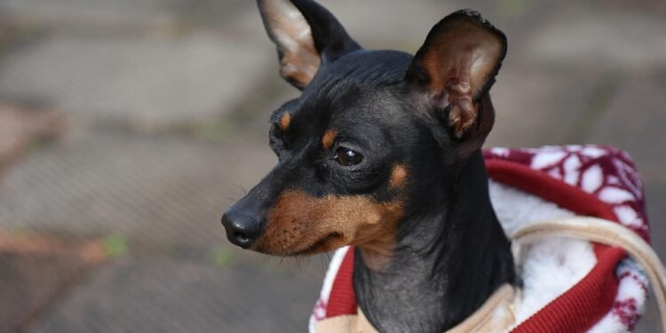 Pawsitively Stylish: The Best Dog T-Shirts for Canine Companions