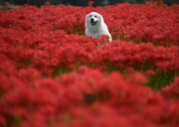 Unleash Your Dog’s Potential: Free Training Near Me!