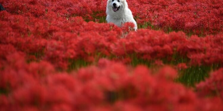 Unleash Your Dog’s Potential: Free Training Near Me!