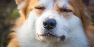 The Ultimate Dog Training Experience: Unleash Your Pup’s Potential at Our Nearby Camp