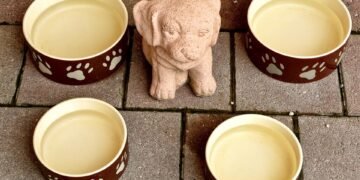 Gentle on the Tummy: The Top Picks for Senior Dogs with Digestive Sensitivities