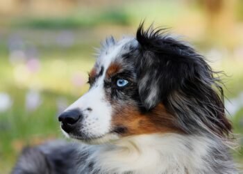 Paw-some Parks: Discovering the Best Dog-Friendly Spots Near You