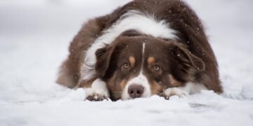 Unleash the Power of Pet Therapy: Find Top Training Near You