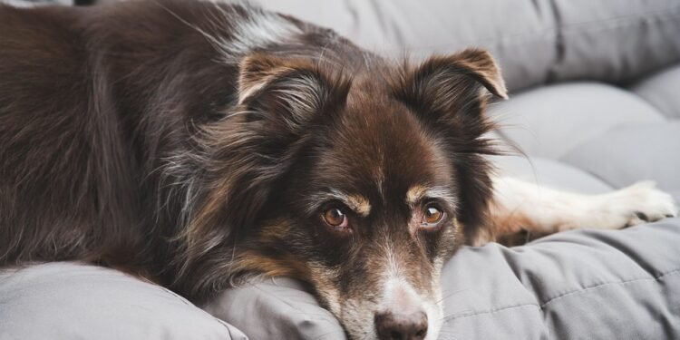 Pawsitively Stylish: The Ultimate Guide to Dog Sweaters