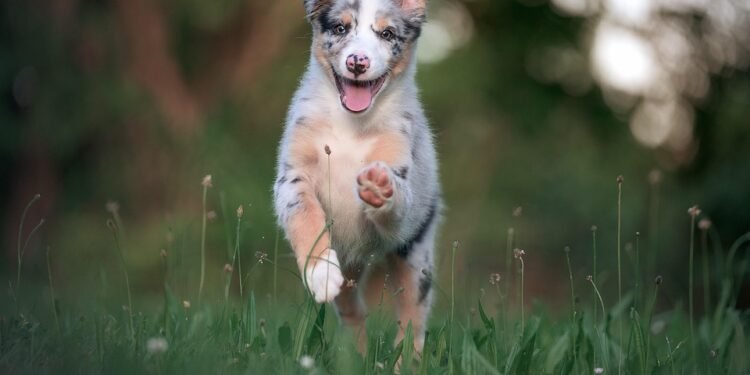 Pawsitively Stylish: The Ultimate Guide to Dog Socks!