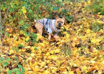 Pawsitively Stylish: The Ultimate Guide to Dog Shorts for Every Pup