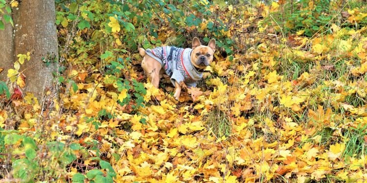 Pawsitively Stylish: The Ultimate Guide to Dog Shorts for Every Pup