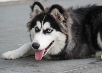 Budget-Friendly Bark Busters: Affordable Dog Training Solutions for Every Pup Parent