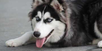 Budget-Friendly Bark Busters: Affordable Dog Training Solutions for Every Pup Parent