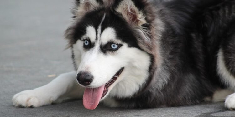 Budget-Friendly Bark Busters: Affordable Dog Training Solutions for Every Pup Parent