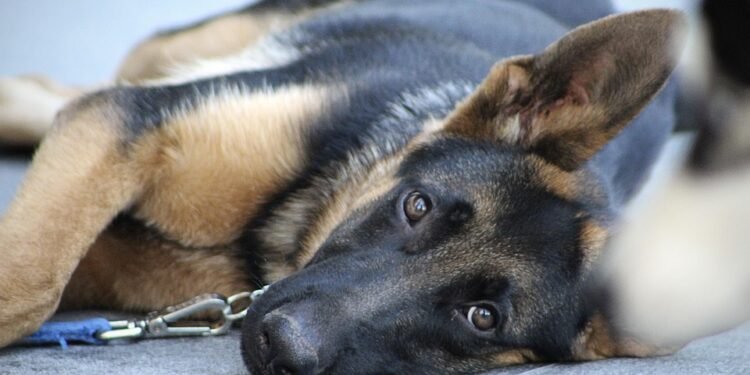 Budget-Friendly Bark Busters: Affordable Dog Training Solutions for Every Pup!