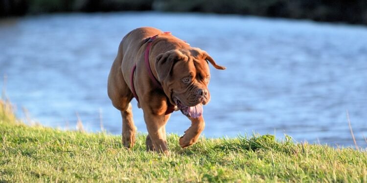 Pawsitively Affordable: Top Tips for Budget-Friendly Dog Training