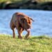 Pawsitively Affordable: Top Tips for Budget-Friendly Dog Training