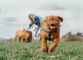 Unleash Your Dog’s Potential at Our Tail-Wagging Training Camp!