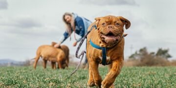 Unleash Your Dog’s Potential at Our Tail-Wagging Training Camp!