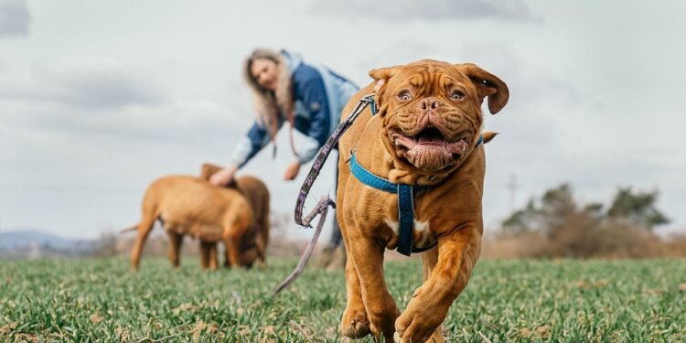 Unleash Your Dog’s Potential at Our Tail-Wagging Training Camp!