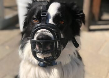 Pawsitively Affordable: Top Tips for Training Your Pup on a Budget