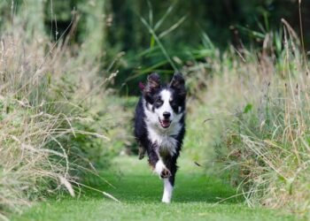 Pawsitively Affordable: Top Training Tips for Budget-Conscious Dog Owners