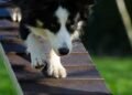 Unleash Your Dog’s Potential: Affordable Training Solutions for Every Pup