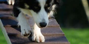 Unleash Your Dog’s Potential: Affordable Training Solutions for Every Pup