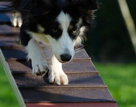 Unleash Your Dog’s Potential: Affordable Training Solutions for Every Pup